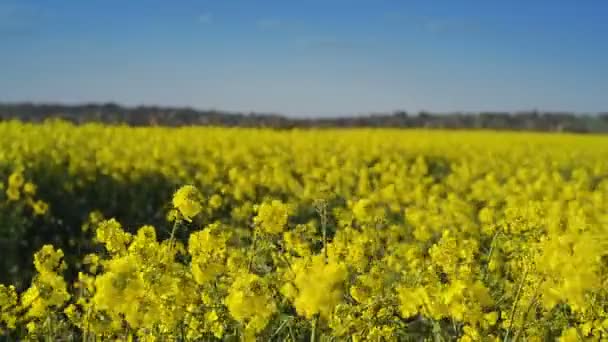 Semi oleosi Colza Fiori in campo agricolo coltivato, Protezione delle colture Concetto Agrotech — Video Stock