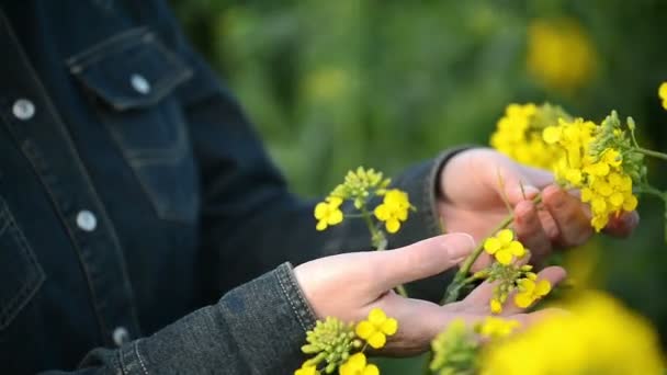 Agriculteur femelle dans un champ agricole cultivé de colza oléagineux Examen et contrôle de la croissance des plantes, protection des cultures Agrotech Concept — Video