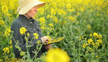 Kadın çiftçi yağlı tohum kolza tohumu ekili tarım alanı incelenmesi ve bitkiler büyüme kontrol dijital Tablet bilgisayar kullanarak