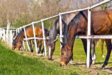 Güzel genç atlar sürüsü otlatmak çiftlik çiftlikte