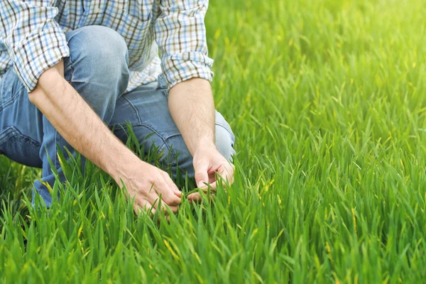 Agricultor examina y controla campo de cultivo de trigo joven —  Fotos de Stock