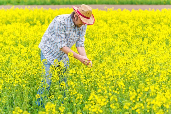Farmer Standing in Oilseed Rapeseed Cultivated Agricultural Fiel — Stock Photo, Image