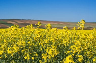 Oilseed Rapeseed Flowers in Cultivated Agricultural Field clipart