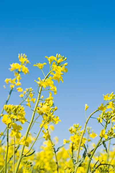 Oliehoudende zaden koolzaad bloemen in een verbouwd landbouwgebied — Stockfoto