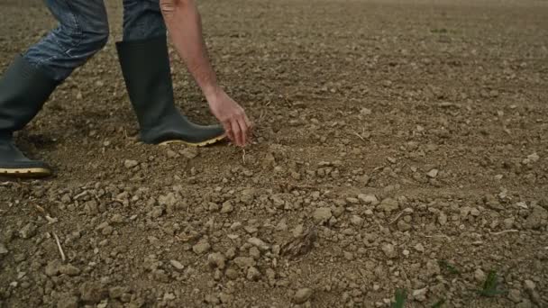 Mężczyzna rolnik analizuje jakość gleby żyzne gospodarstwa gruntów rolnych, agronom sprawdzenie gleby w ręce — Wideo stockowe