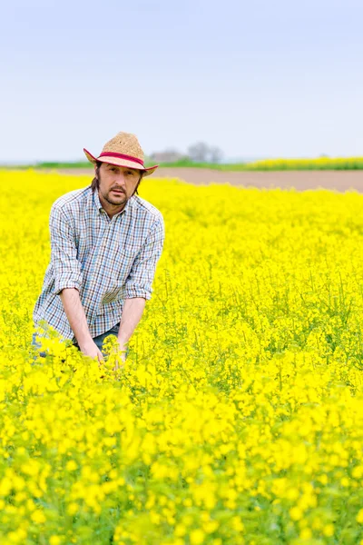 Agricultor de pie en el campo agrícola cultivado de semillas oleaginosas de colza —  Fotos de Stock