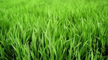 Yeşil buğday filizi alan yakın kadar tarım alanı ekili