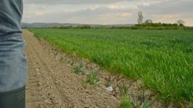 Çiftçi inceler ve genç buğday ekimi alanı, bitki koruma kavramı denetler
