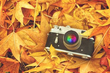 Vintage fotoğraf makinesi kuru akçaağaç yaprakları