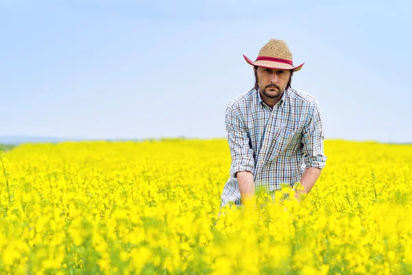 Farmer, olajos repce állandó megművelt mezőgazdasági mező — Stock Fotó