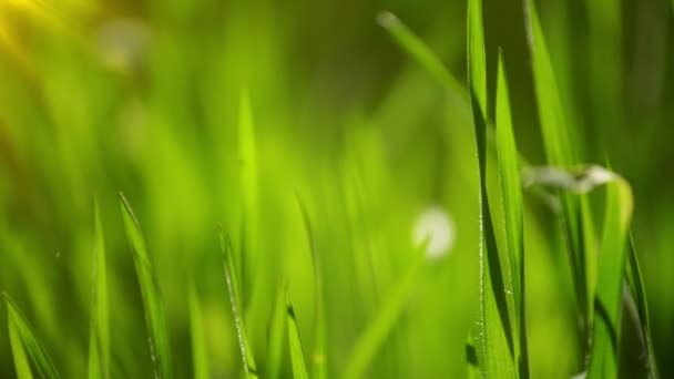 Herbe de printemps vert frais pelouse le matin Gros plan, Lumineux Vibrant fond de saison naturelle avec une faible profondeur de champ, Clip HD stable à la main 