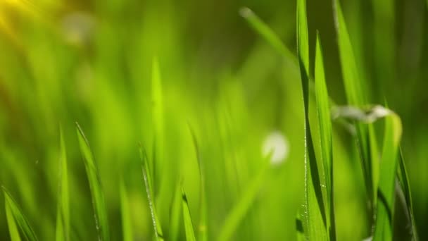 Fresco prato erboso verde primaverile al mattino da vicino, luminoso sfondo vibrante stagione naturale con profondità di campo poco profonda, clip portatile stabile HD — Video Stock