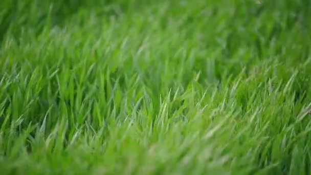 Green tarwe spruiten veld close-up in landbouw geteeld veld — Stockvideo