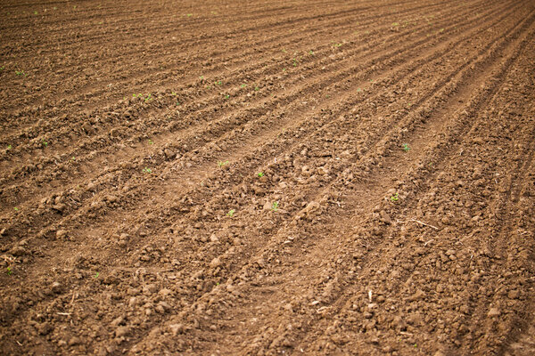 Agricultural field, Arable land soil