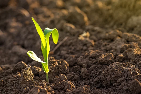 Growing Corn Seedling Sprouts in Agricultural Farm Field — Stock Photo, Image