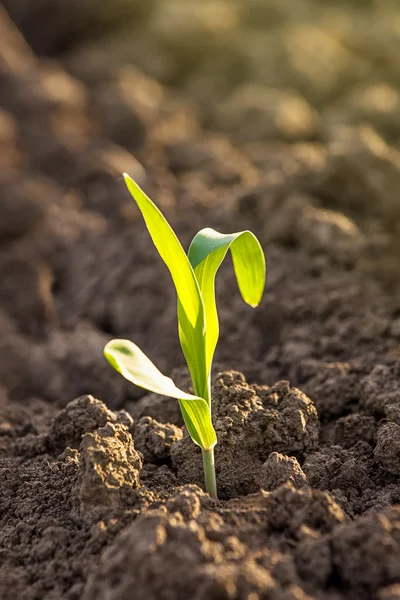 Cultivo de brotes de plántulas de maíz en el campo agrícola — Foto de Stock