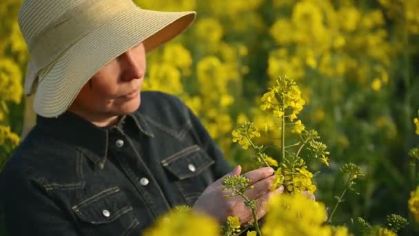 Agricultora em sementes oleaginosas colza cultivada campo agrícola examinando e controlando o crescimento das plantas, conceito Agrotech proteção das culturas — Vídeo de Stock