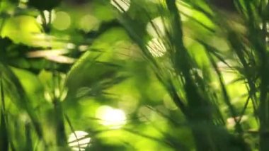 Taze yeşil bahar çim çimen hareket yakın sabah meltemde