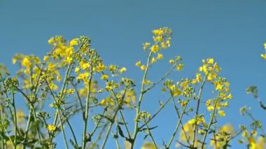 Yağlı tohum Kolza çiçekleri ekili tarım alanında, bitki koruma Agrotech kavramı