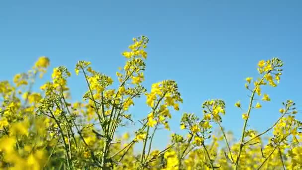 Flores de colza de oleaginosas no campo agrícola cultivado, conceito de Agrotech de proteção de culturas — Vídeo de Stock