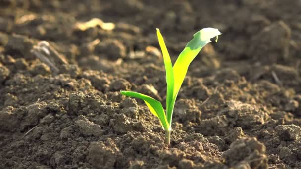Coltivazione di giovani germogli di piantina di mais di mais verde nel campo agricolo coltivato — Video Stock
