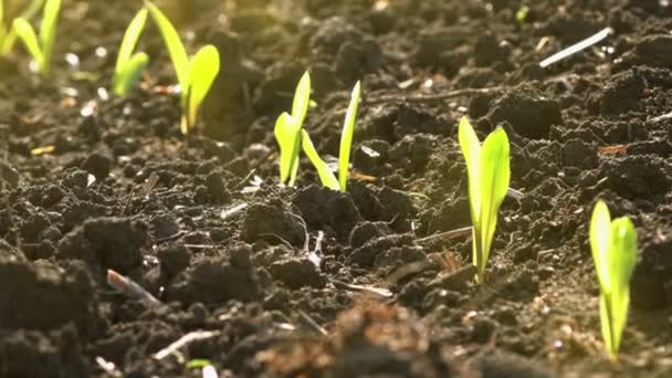 Crescendo jovens brotos de milho de milho verde em campo agrícola cultivado — Vídeo de Stock