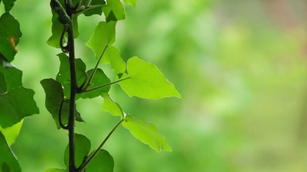 Grüne Blätter als abstrakter natürlicher Hintergrund — Stockvideo