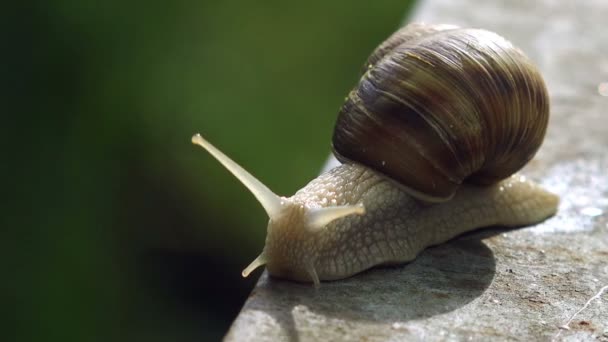 Escargot romain de Bourgogne brun ou limace dehors par une lumière du matin ensoleillée . — Video