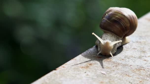 Escargot romain de Bourgogne brun ou limace dehors par une lumière du matin ensoleillée .