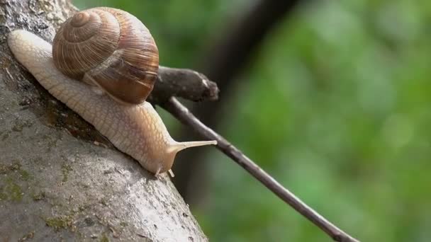 Caracol romano de Borgoña marrón o Slug al aire libre en una luz soleada de la mañana . — Vídeo de stock