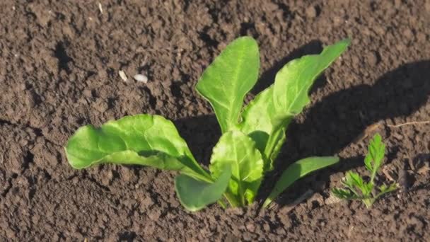 Güneşli bir günde alanında genç şeker pancarı lahanası — Stok video