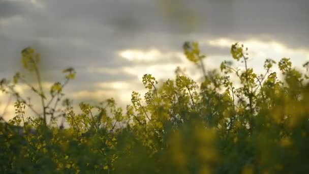 Rapsblüten auf kultiviertem landwirtschaftlichem Feld, Pflanzenschutzkonzept Agrochemie — Stockvideo