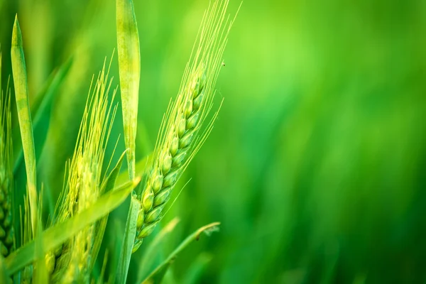 Зелёная голова пшеницы в сельскохозяйственном поле — стоковое фото