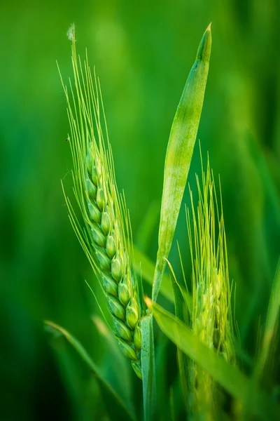 Testa di grano verde in campo agricolo coltivato — Foto Stock