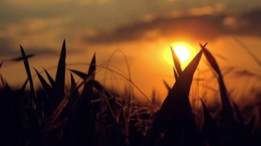 Günbatımı ekili tarım buğday alanında kadın çiftçi