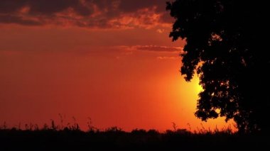 Tanınmayan çiftçi siluet ekili alanda ile tarım traktör