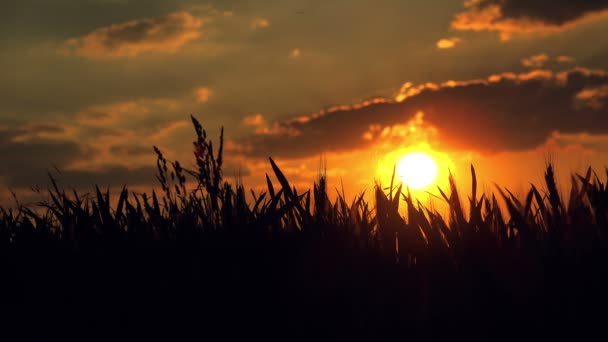 Agricultrice dans le champ de blé agricole cultivé au coucher du soleil — Video