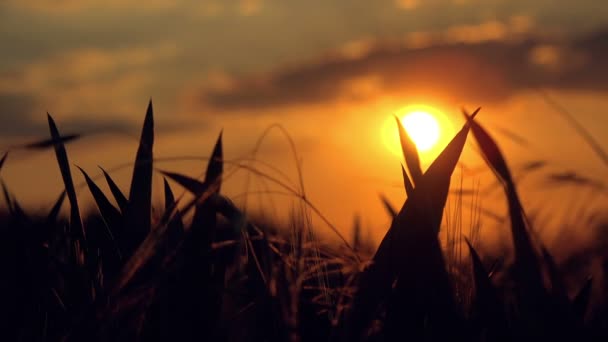 Agricultora en campo de trigo agrícola cultivado al atardecer — Vídeo de stock