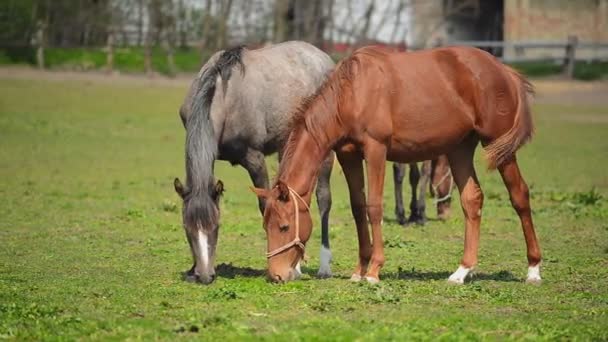 Стадо молодых лошадей пасутся на фермерском ранчо, животные на летнем пастбище — стоковое видео