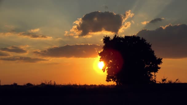 Силует самотнє дерево одиночного в галузі на заході сонця — стокове відео