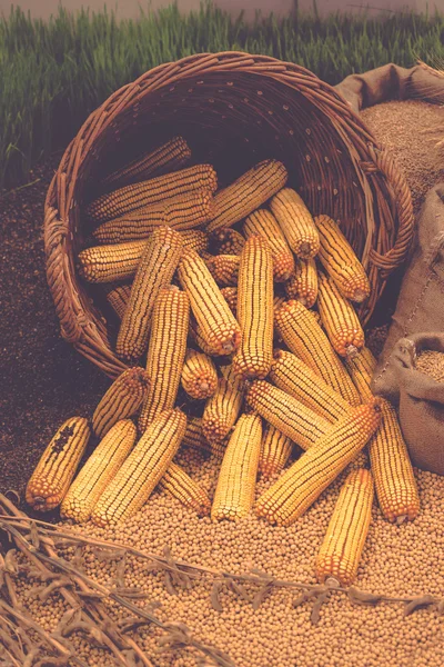 Harvested Corn in Basket — Stock Photo, Image