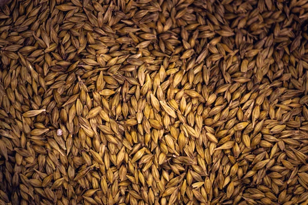 Barley Grain Seed Full Frame — Stock Photo, Image