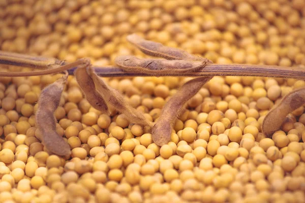 成熟的大豆种植和豆类 — 图库照片