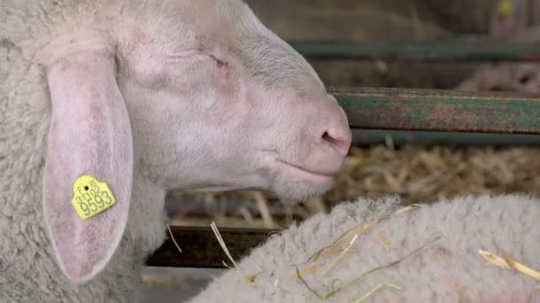 Ovejas en un granero en la granja de cría — Vídeo de stock