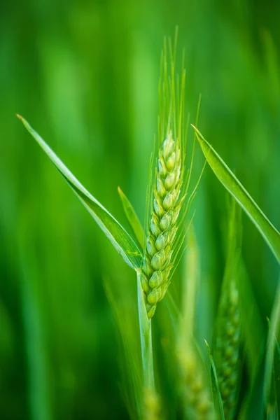 Cabeza de trigo verde en el campo agrícola cultivado — Foto de Stock