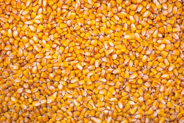 玉米种子作为全帧背景 — 图库照片