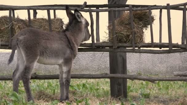Schattige jonge Baby Donkey veulen op boerderij — Stockvideo
