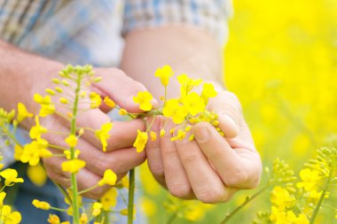 Farmer Standing in Oilseed Rapeseed Cultivated Agricultural Fiel clipart