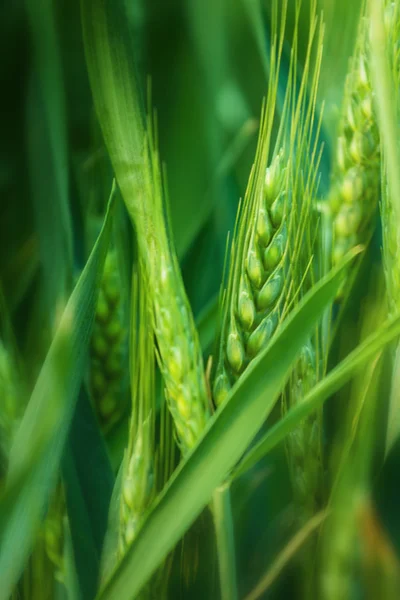 Tête de blé vert dans un champ agricole cultivé — Photo