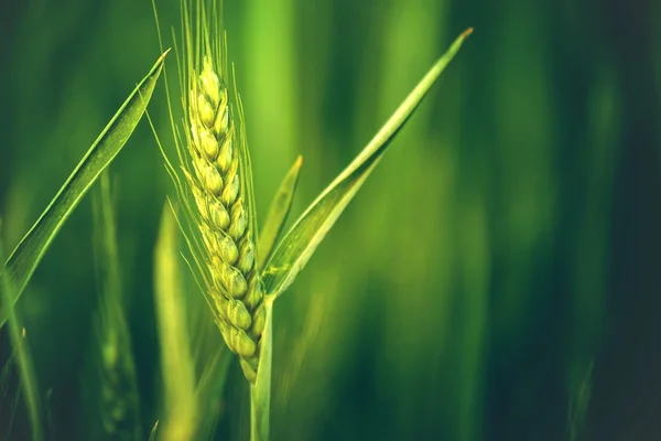 Cabeça de trigo verde no campo agrícola cultivado — Fotografia de Stock